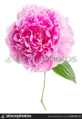 pink peonies . one pink peony flower isolated on white background