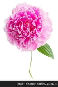 pink peonies . one pink peony flower isolated on white background