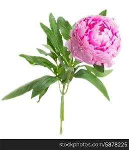 pink peonies . one pink peony flowers isolated on white background