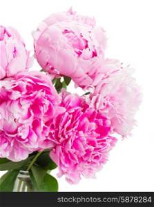 pink peonies . pink peony flowers close up isolated on white background