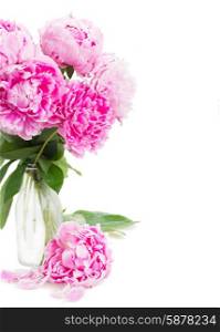pink peonies . pink peony flowers in vase close up isolated on white background