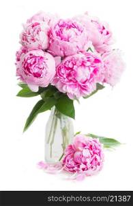 pink peonies . pink peony flowers in vase isolated on white background