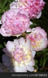 Pink peonies, [Rio Samba], garden in Seattle, Pacific Northwest, Washington