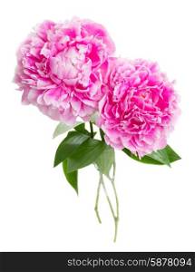 pink peonies . two pink peony flowers isolated on white background