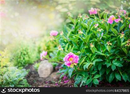 Pink peony bush on sunny garden or park background