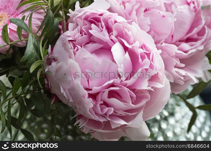 Pink peony closeup. Closeup of a bouquet pink summer flowers in a vase