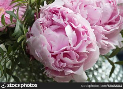 Pink peony closeup. Closeup of a bouquet pink summer flowers in a vase