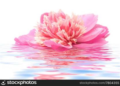 pink peony flower floating in water isolated