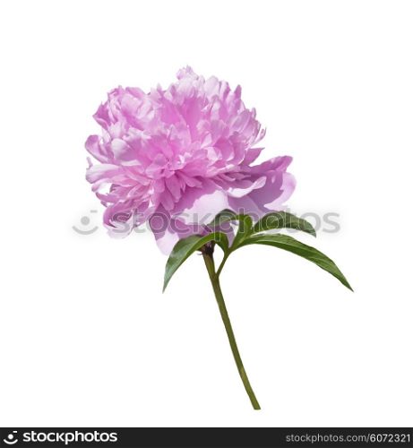 Pink Peony Flower Isolated on White Background