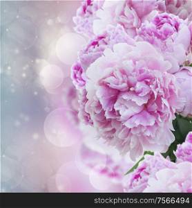 pink peony flowers on fancy bokeh background
