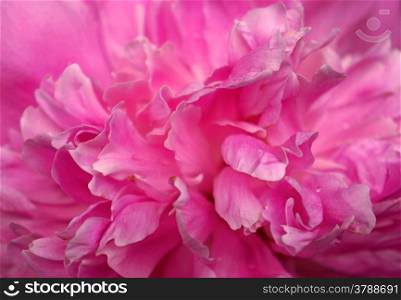 Pink peony petals as background