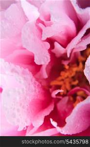 Pink peony with waterdrops close up in high key