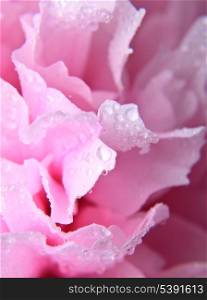 Pink peony with waterdrops close up in high key. Shallow deep of field