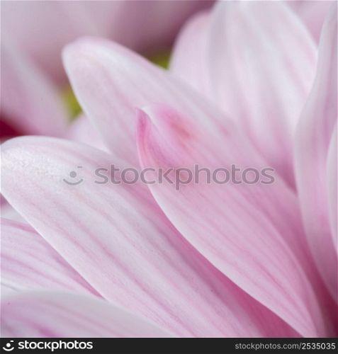pink petals detailed close up