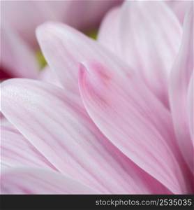 pink petals detailed close up