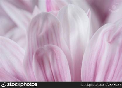 pink petals macro nature close up