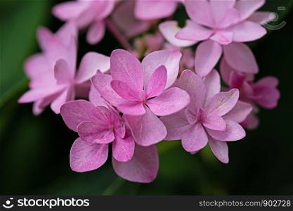 pink petals of a hydrangea flower