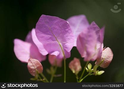 Pink petals with delicate green veins against a dark green background