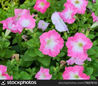 Pink petunia flower