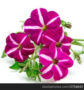 Pink petunia flower, isolated on a white background