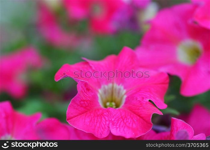 Pink petunia flower plants in the garden.