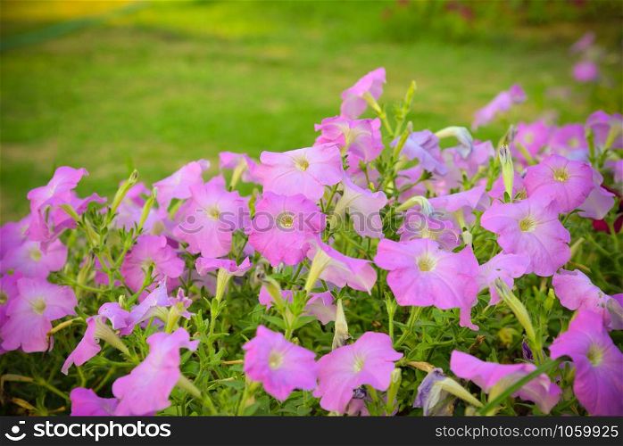 pink petunia flowers blossom in the spring garden nature background