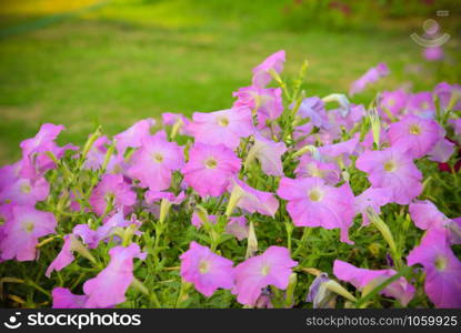 pink petunia flowers blossom in the spring garden nature background