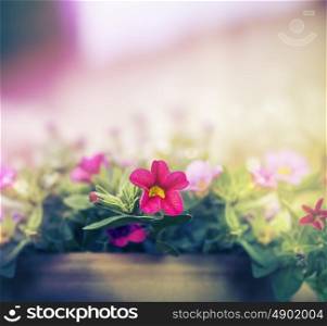 Pink petunia flowers pot on blurred nature background, soft toning