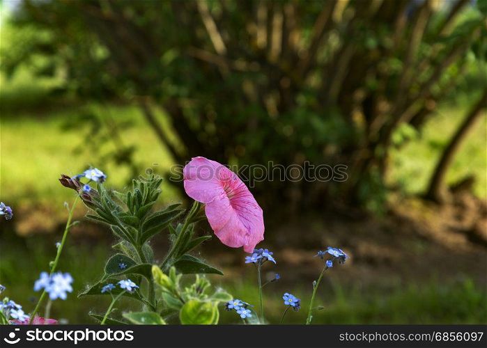 Pink petunia growing in the flowerbed