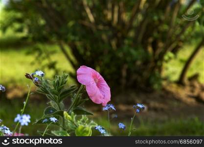 Pink petunia growing in the flowerbed