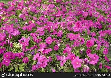 Pink petunia in the flowerbed