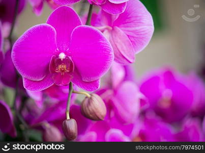 pink phalaenopsis orchid flower