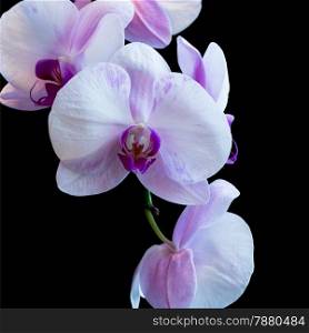 Pink phalaenopsis orchid flower, isolated on black background