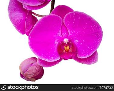pink phalaenopsis orchid flower isolated on white with clipping path