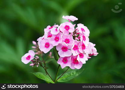 Pink phlox flowers in the green garden