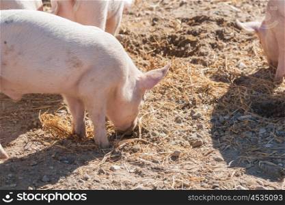 Pink piglets looking for food in a barnyard at summertime
