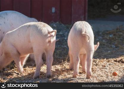 Pink piglets with curly tails in a rural barnyard
