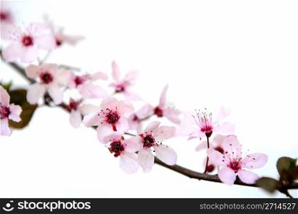 Pink Plum Blossoms. Plum flowers with pink petals and bright red centers on a branch against a light colored background.