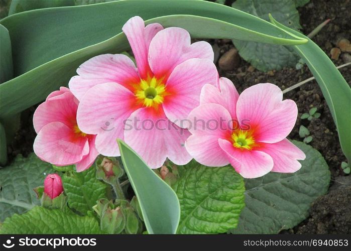 pink plum flower