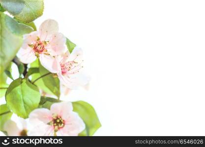 Pink plum flowers with green leaves isolated on white background. Plum flowers isolated on white