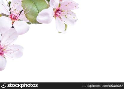 Pink plum flowers with green leaves isolated on white background. Plum flowers isolated on white