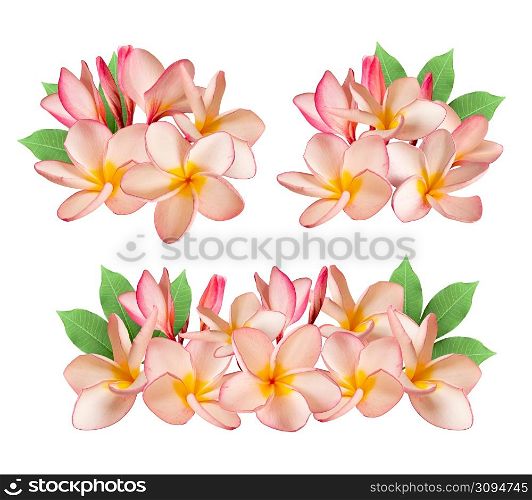 Pink Plumeria flower or frangipani flower isolated white background