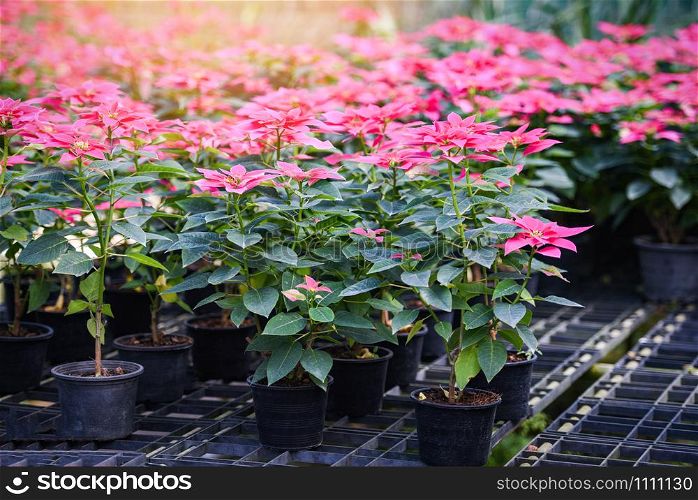 Pink poinsettia in the garden background / Poinsettia Christmas traditional flower decorations Merry Christmas