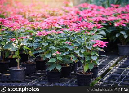 Pink poinsettia in the garden background / Poinsettia Christmas traditional flower decorations Merry Christmas