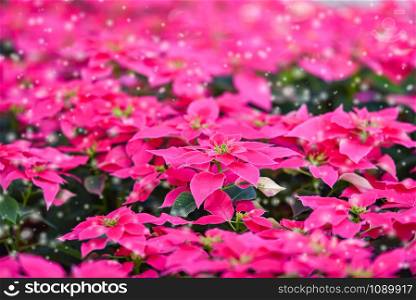 Pink poinsettia in the garden background / Poinsettia Christmas traditional flower with snow decorations Merry Christmas