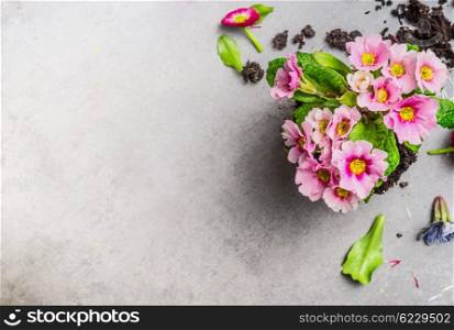 Pink primula flower for gardening or potting on gray stone background, top view, place for text