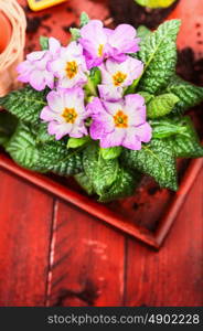 Pink primula with soil on red wooden background