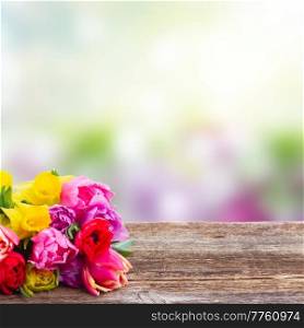 pink, purple and red  tulips and daffodils border on wooden table   isolated on white background. bouquet of   tulips and daffodils