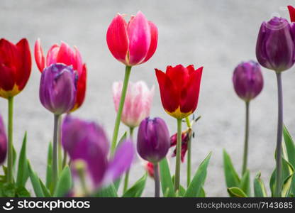 Pink, purple and red tulips with green leaves. depth of field.