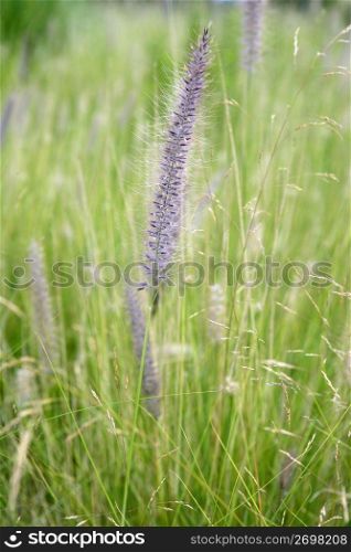 Pink purple grass spike on a green meadow